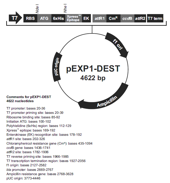 pEXP1-DEST载体图谱